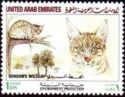 Arabian Wildcat (Felis silvestris gordoni)