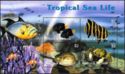 Tropical Sea Life