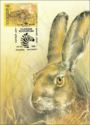 European Hare (Lepus europaeus)