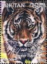 Tiger (Panthera tigris)