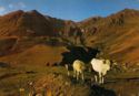 Walk through the Pyrenees. Tourmalet Pasture
