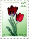 Tulip (Tulipa kosovarica)