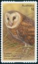 Eastern Grass Owl (Tyto longimembris)
