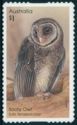 Sooty Owl (Tyto tenebricosa)