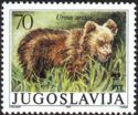 Brown Bear (Ursus arctos)