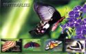 Butterflies