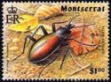Ground Beetle (Carabus hispanus)