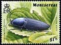 Click Beetle