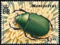 Shining Leaf Chafer Beetle (Chrysophora chrysochlora)