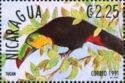 Keel-billed Toucan (Ramphastos sulfuratus)