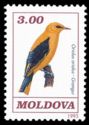 Golden Oriole (Oriolus oriolus)