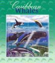 Caribbean Whales