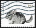 Chinchilla (Chinchilla sp.)