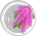 1 Dollar (Dendrobium Secundum)
