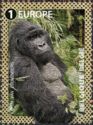 Mountain Gorilla (Gorilla beringei beringei)