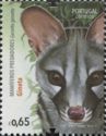 Common Genet (Genetta genetta)