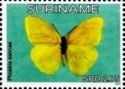 Cloudless Sulphur (Phoebis sennae)