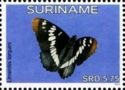 Lorquin's Admiral (Limenitis lorquini)