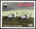 Wattled Crane (Bugeranus carunculatus)