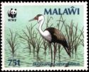 Wattled Crane (Bugeranus carunculatus)
