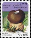 Umber-brown Puffball (Lycoperdon umbrinum)