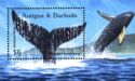 Flora and Fauna: Humpback Whale (Megaptera novaeangliae)