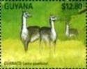 Guanaco (Lama guanicoe)