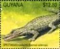 Common Caiman (Caiman sclerops)