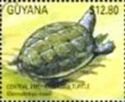 Central American River Turtle (Dermatemys mawii)