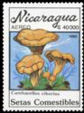 Cantharellus cibarius