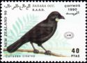 South Island Kokako (Callaeas cinereus)