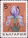 Iris sibirica