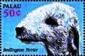 Bedlington terrier