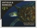 Green Sea Turtle (Chelonia mydas)