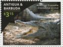 American Crocodile (Crocodylus acutus)