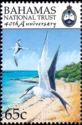 White-tailed Tropicbird, Sooty Tern