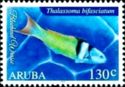Bluehead Wrasse (Thalassoma bifasciatum)