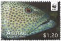 Peacock Grouper (Cephalopholis argus)