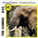 African Elephant (Loxodonta africana)
