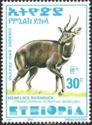 Menelik's Bushbuck (Tragelaphus scriptus meneliki)