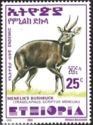 Menelik's Bushbuck (Tragelaphus scriptus meneliki)