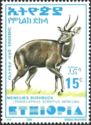 Menelik's Bushbuck (Tragelaphus scriptus meneliki)