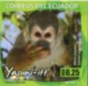 Ecuadorian Squirrel Monkey (Saimiri sciureus)