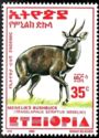 Menelik's Bushbuck (Tragelaphus scriptus meneliki)