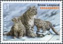Snow Leopard (Panthera uncia syn. Uncia uncia)