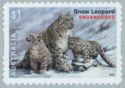 Snow Leopard (Panthera uncia syn. Uncia uncia)