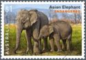 Asian Elephant (Elephas maximus)