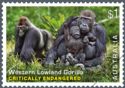 Western Lowland Gorilla (Gorilla gorilla gorilla)