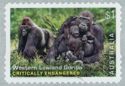 Western Lowland Gorilla (Gorilla gorilla gorilla)