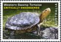 Western Swamp Tortoise (Pseudemydura umbrina)